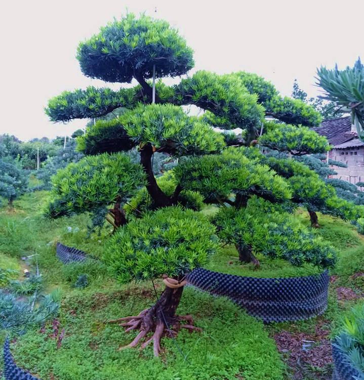 造型罗汉松 西安罗汉松量大有优惠