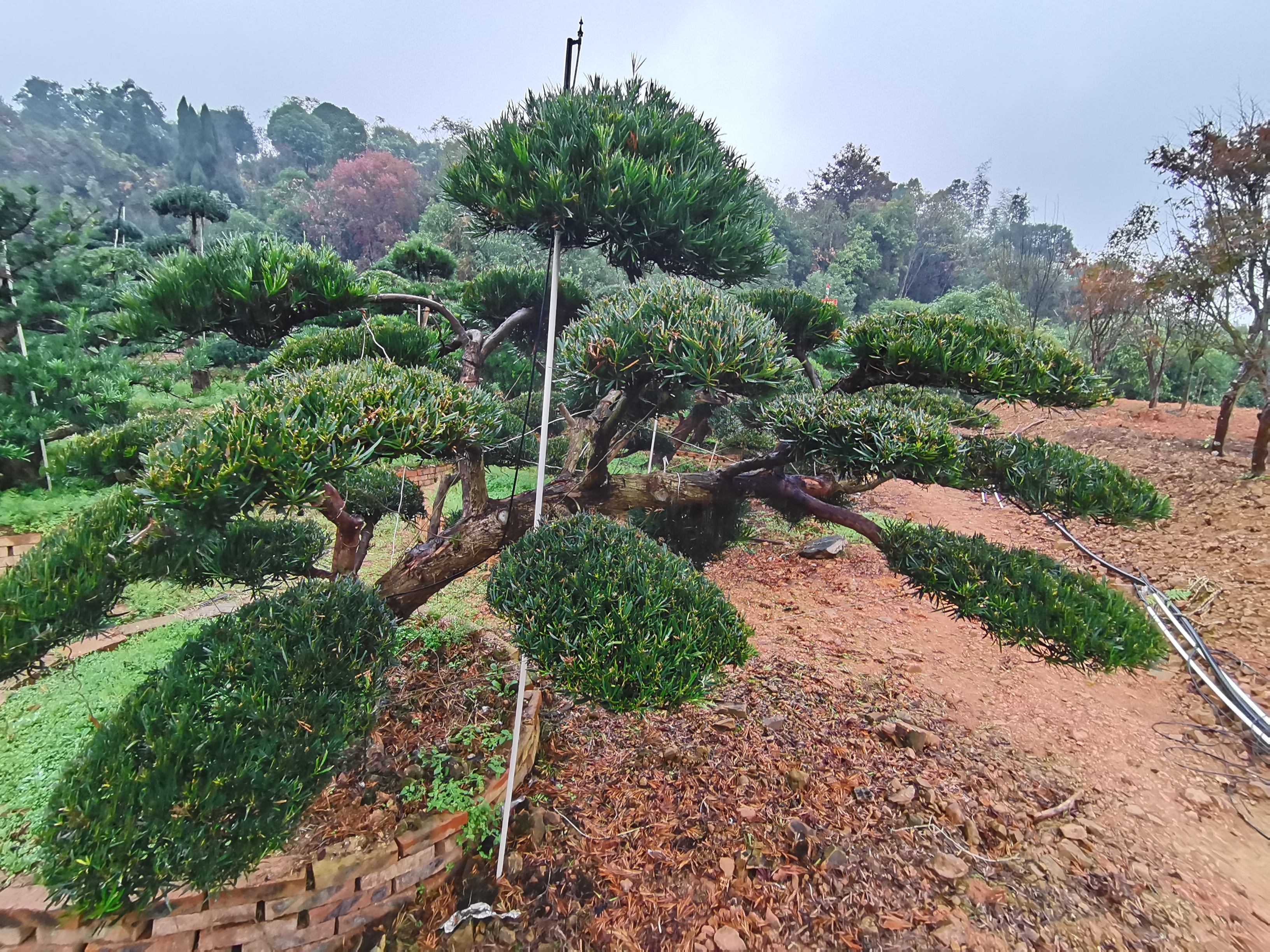 日本罗汉松包头造型罗汉松基地