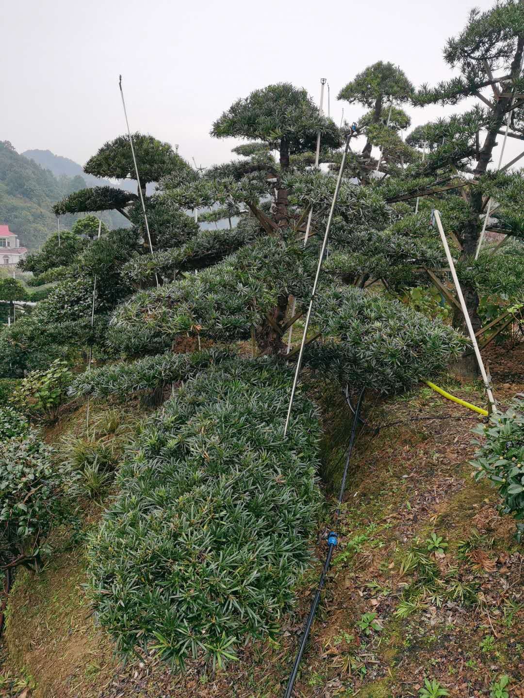 罗汉松包头万亩罗汉松基地自产自销