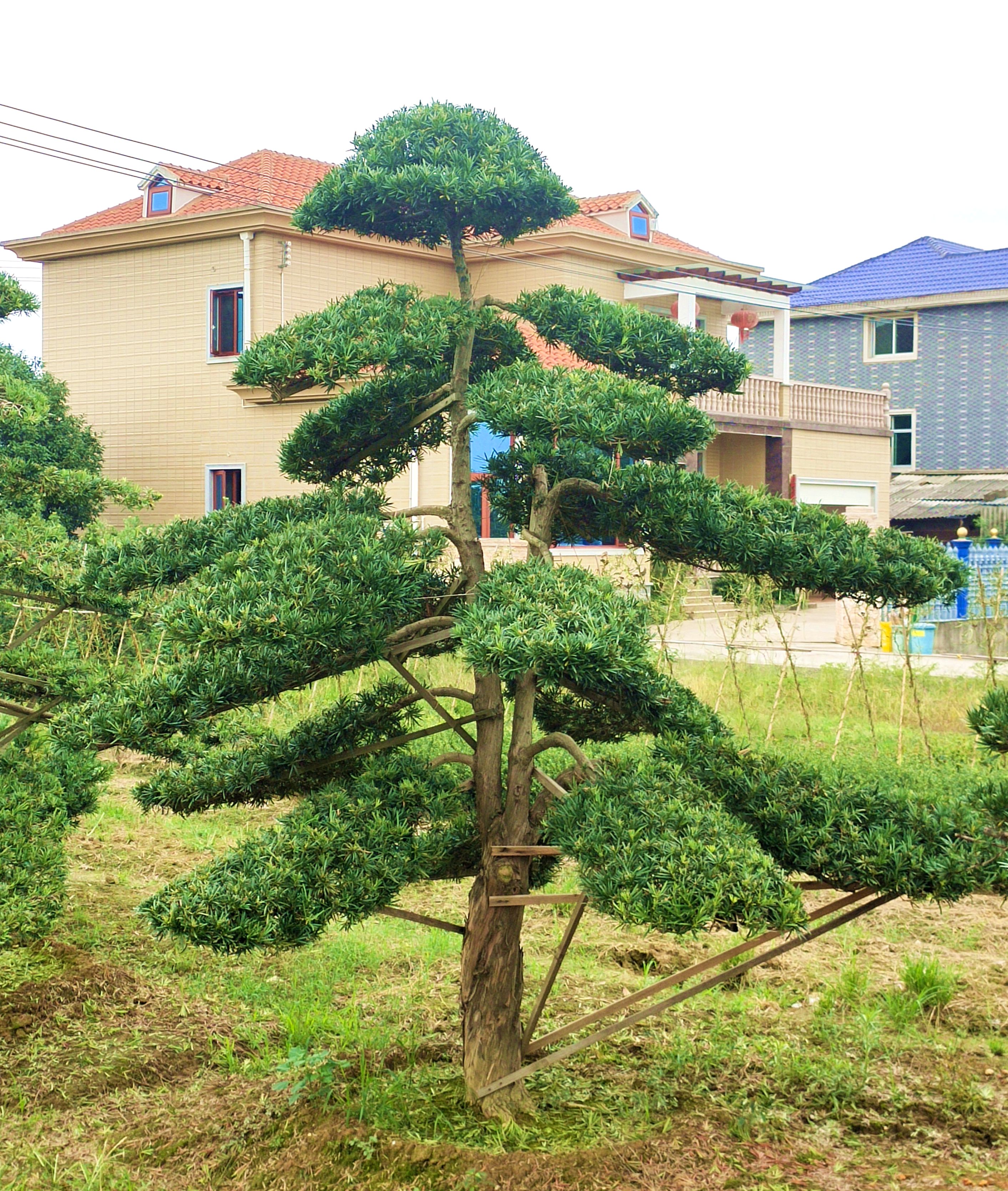 日本罗汉松价格 造型罗汉松批发 - 花木网