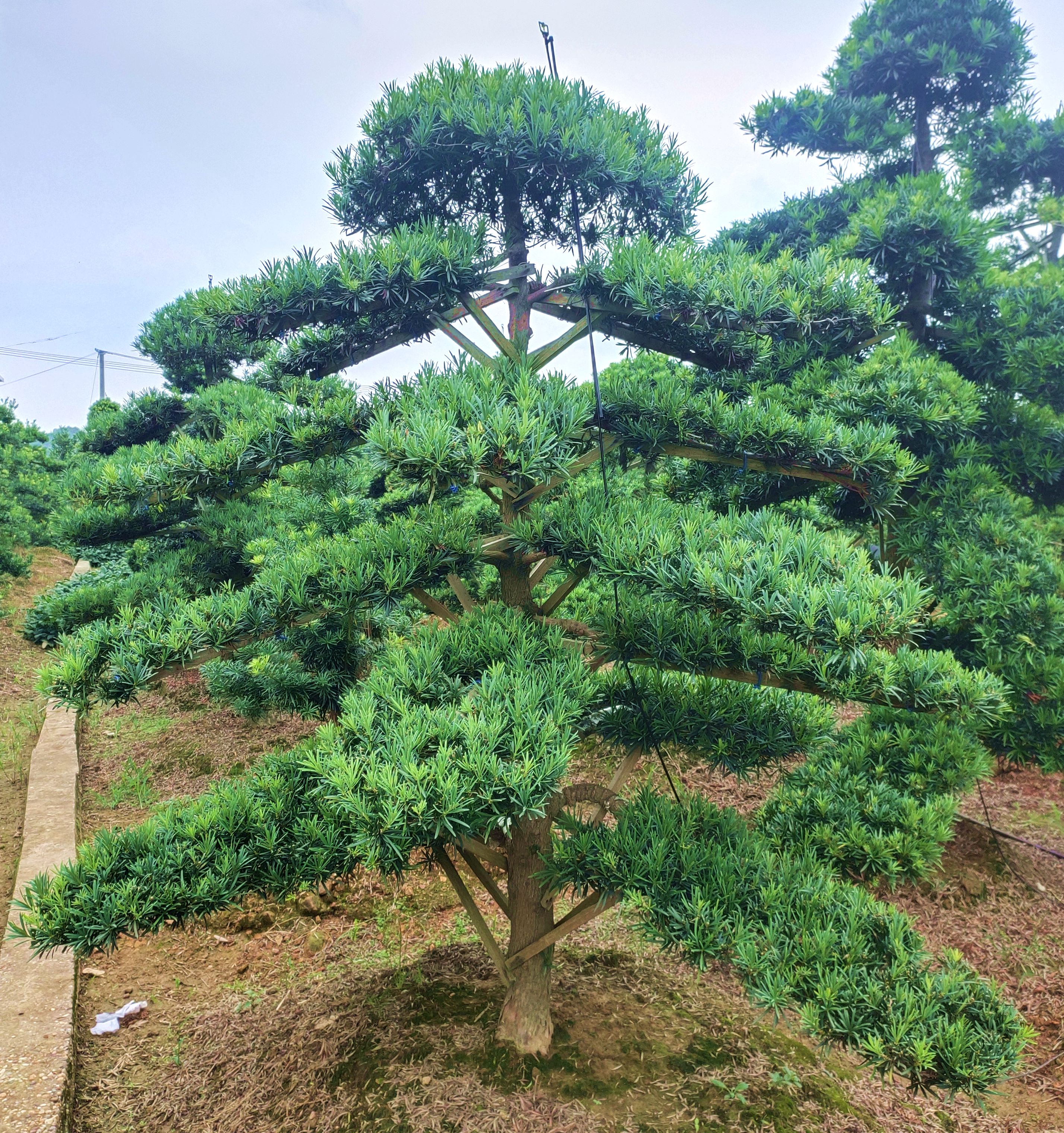 造型罗汉松鞍山造型罗汉松基地