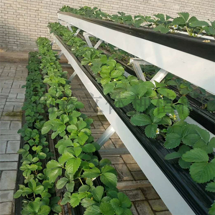 现在的草莓立体种植技术是将草莓种植在培养槽中,每种植完一茬草莓