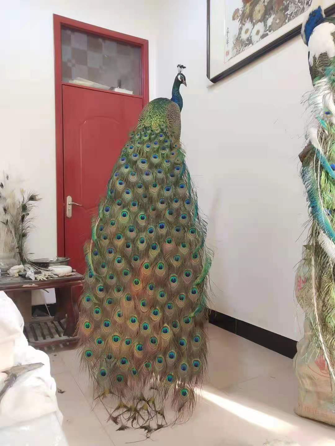 柳州孔雀标本近期价格