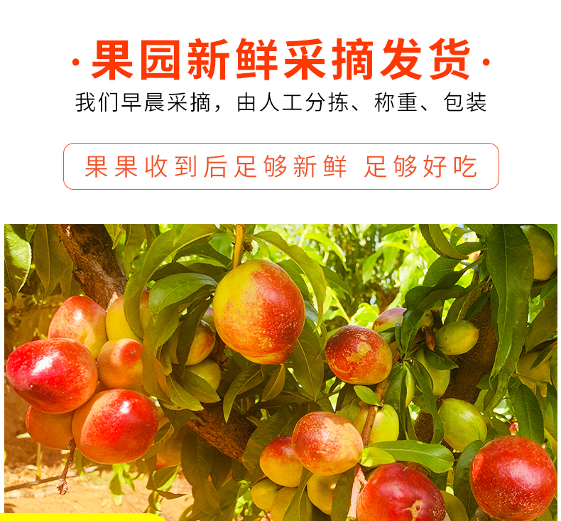 极早熟油桃苗 山东包成活中油4号油桃苗
