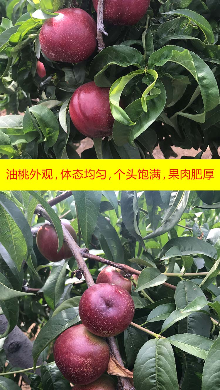 晚熟油桃苗 河南曙光油桃苗几年挂果