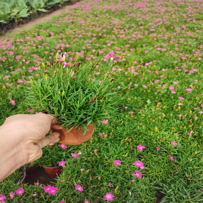 石竹花的种植与栽培 北京石竹花价格