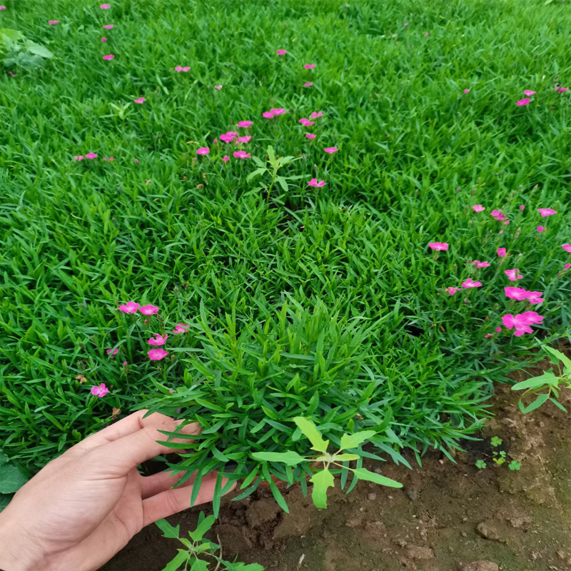 石竹花的种植与栽培 北京石竹花价格