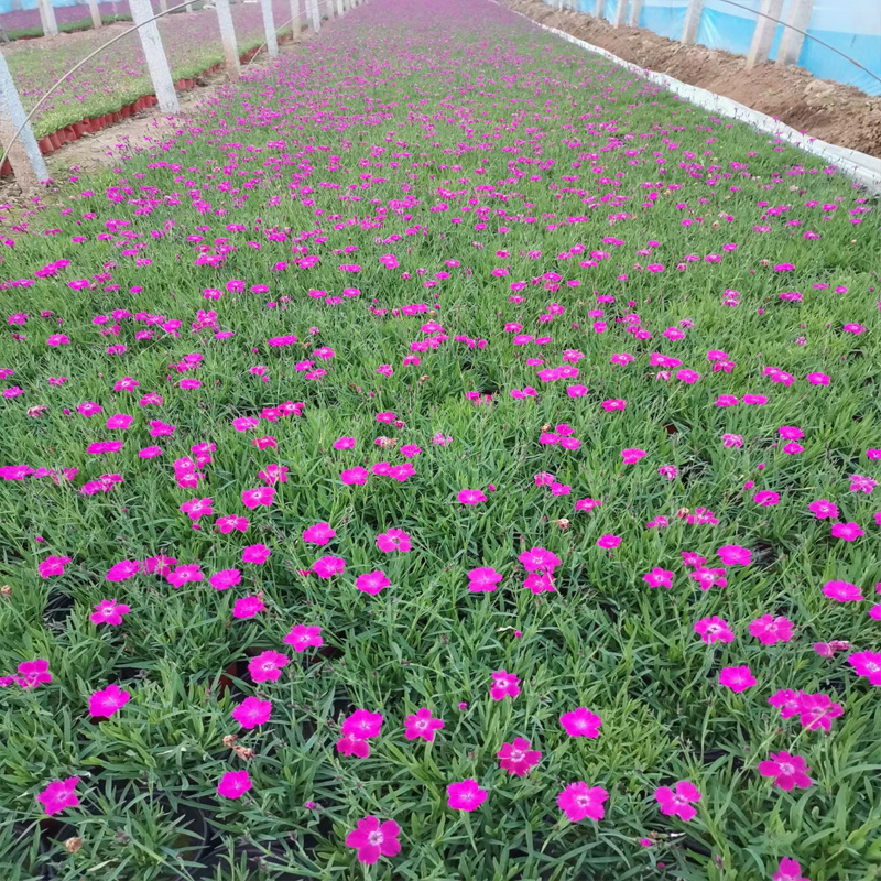 石竹花的种植与栽培 北京石竹花价格