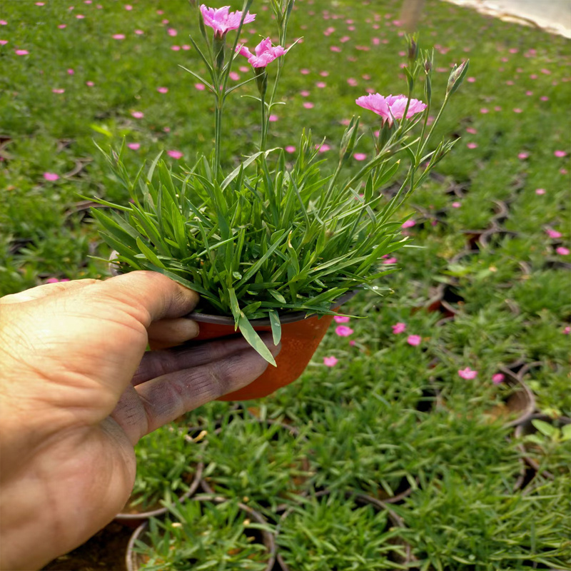 彩虹石竹 北京石竹花种植基地