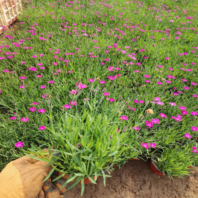 石竹花的种植与栽培新疆常夏石竹销售