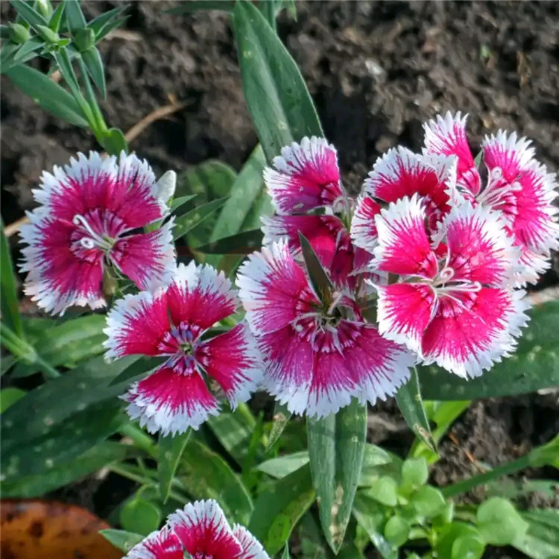 石竹花花期 吉林常夏石竹批发价格