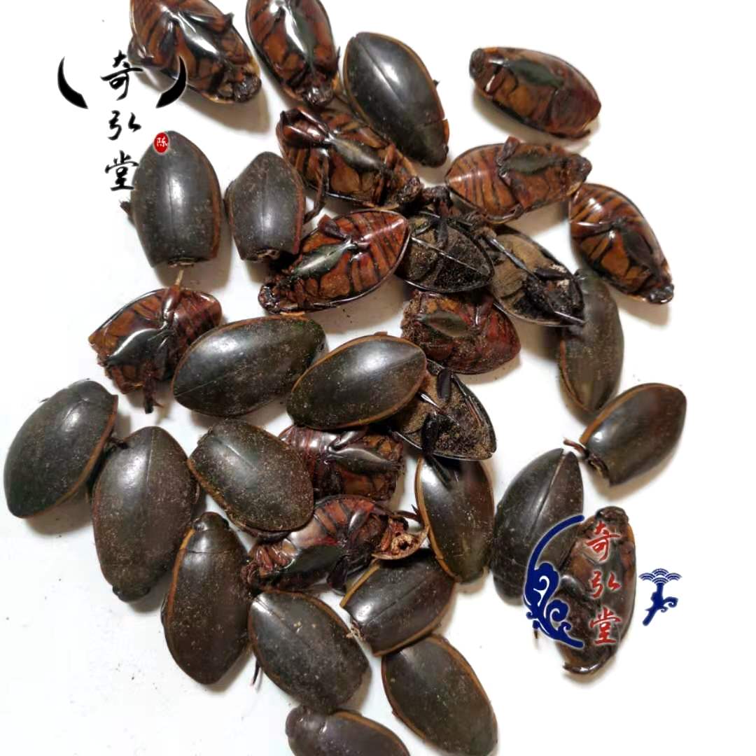 来源为蜚蠊目蜚蠊科昆虫地鳖或冀地鳖的雌虫干燥全体.