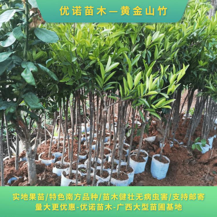 一般可就近在大型的苗木市场或的山竹种植基地购买,进行实地考察后