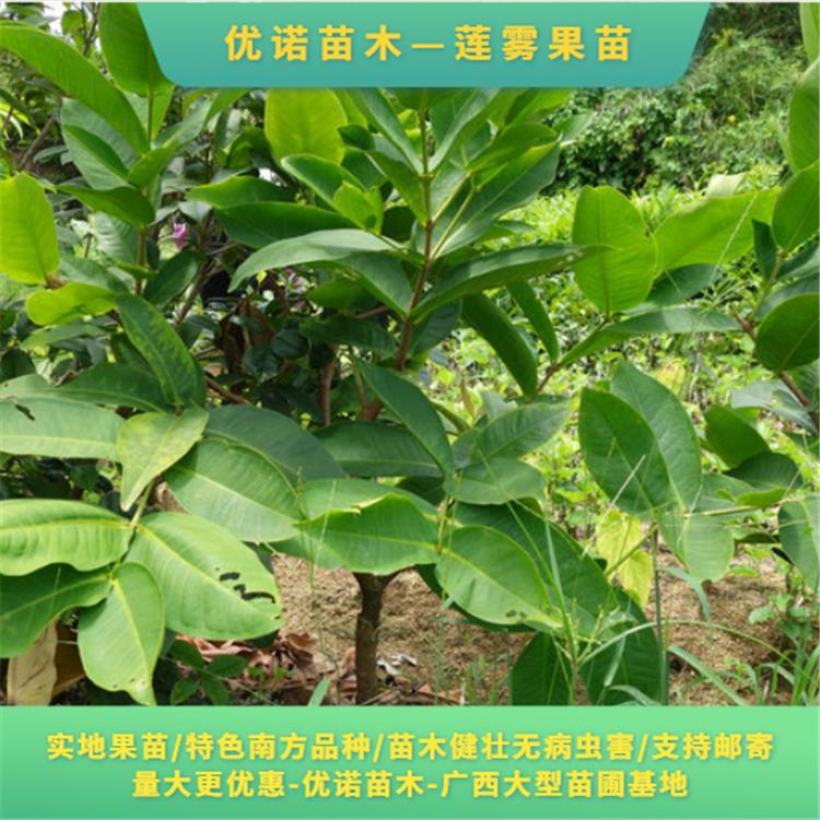 而且树叶片比其它莲雾果树的叶片要大出一倍还要多.