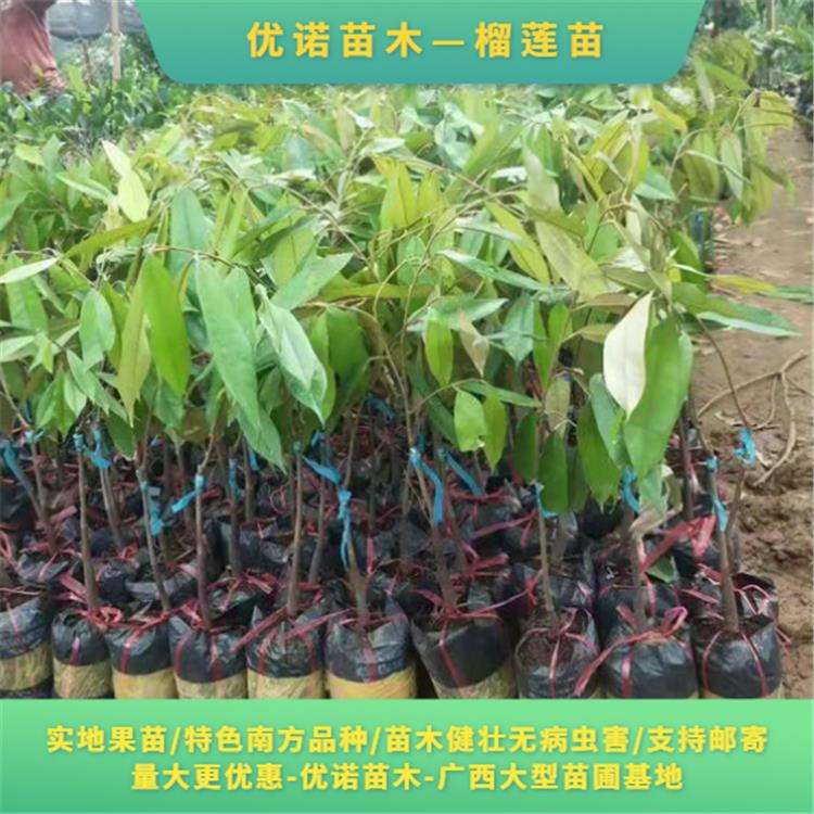 榴莲苗 济南榴莲果树苗零售批发