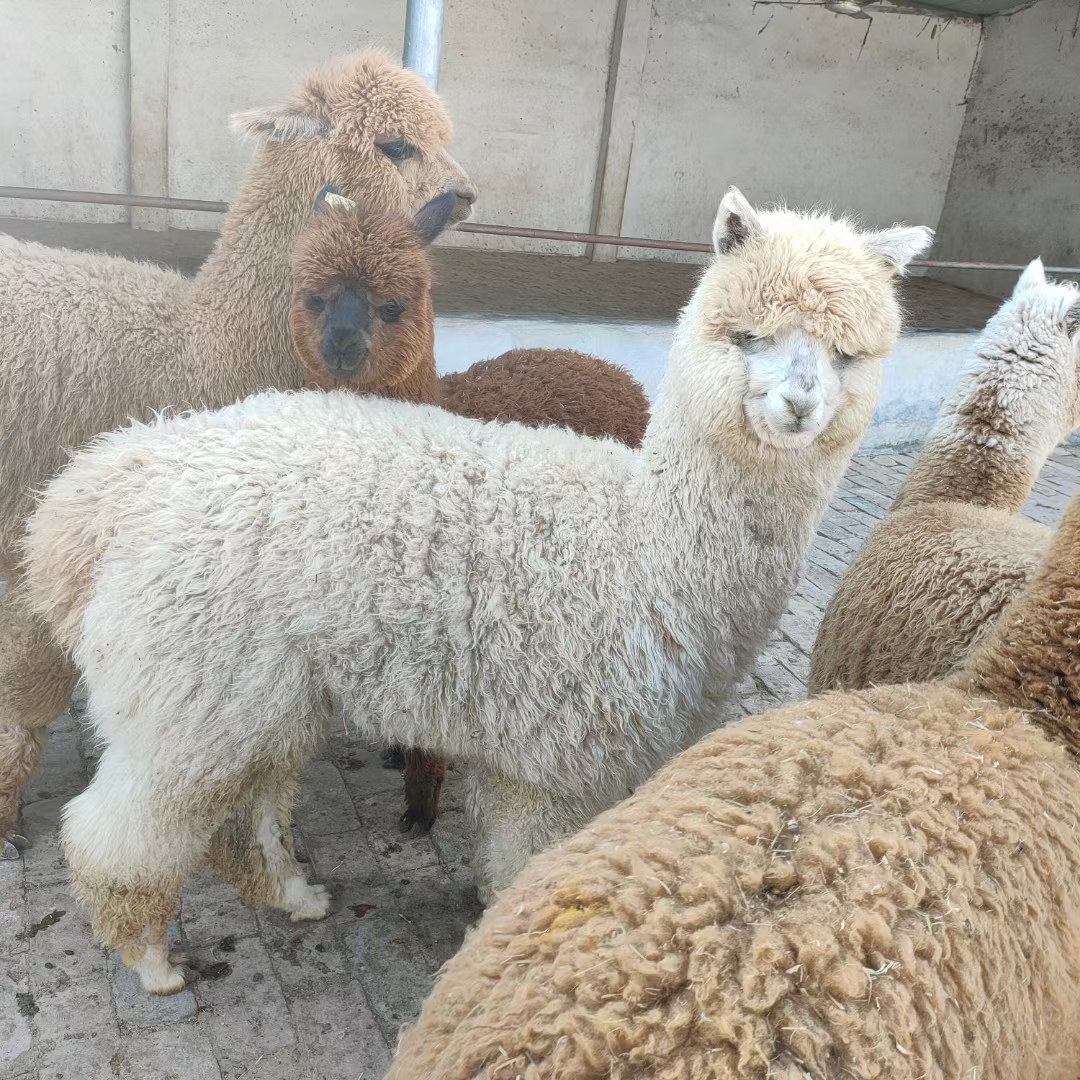 羊驼介绍图片哈尔滨羊驼养殖场