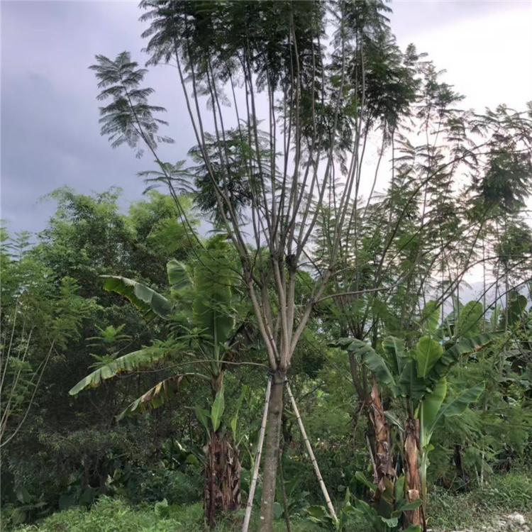 蓝花楹丛生 山东蓝花楹量大价优