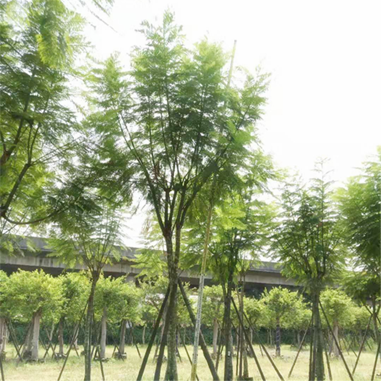 蓝花楹丛生 河南蓝花楹基地