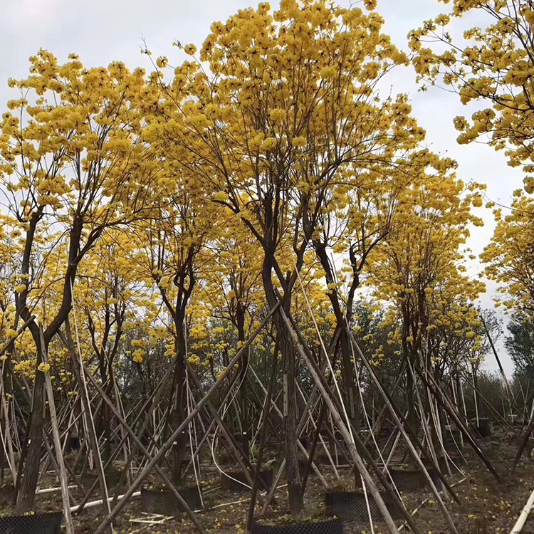 黄花风铃木公分广东黄花风铃木苗木供应