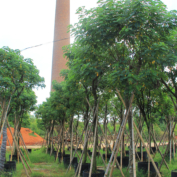 黄花槐价格山东黄花槐胸径