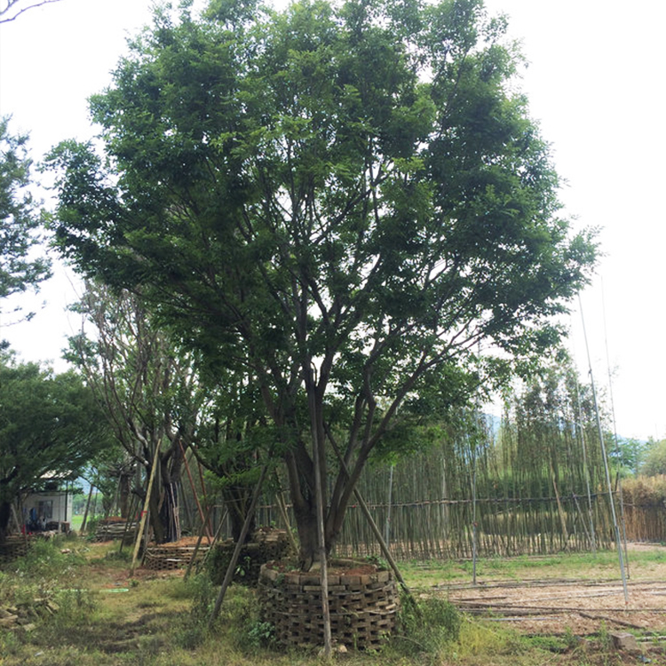 朴树基地 福建朴树报价-搜采通