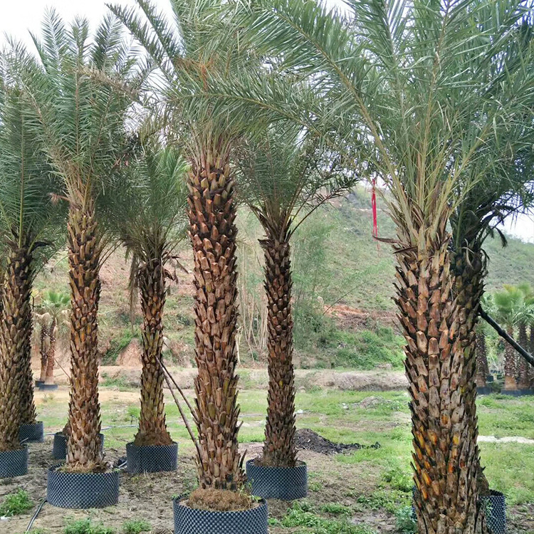 中东海枣种植基地广西中东海枣价格