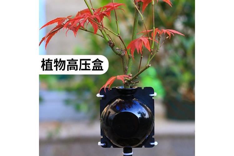 植物高压生根盒的使用时间及生根时长