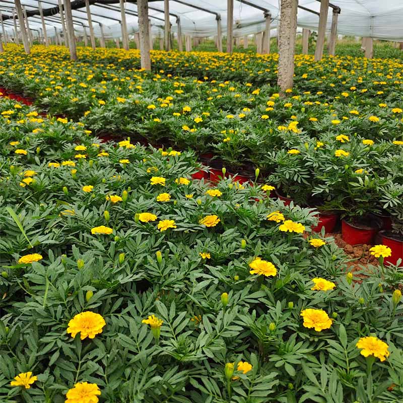 泰安孔雀草种苗孔雀草批发基地大型花圃种植