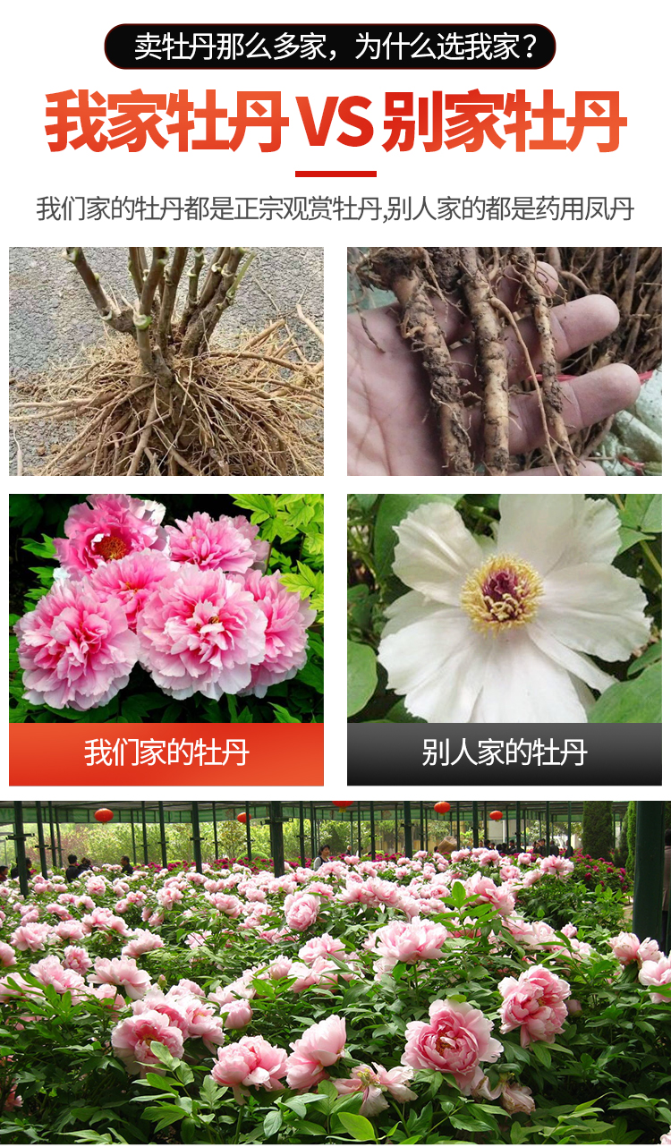 大型牡丹基地洛阳精品3年生牡丹苗花色齐全