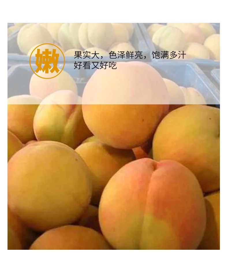 锦春黄桃砀山当季上新黄金蜜4号产地供应