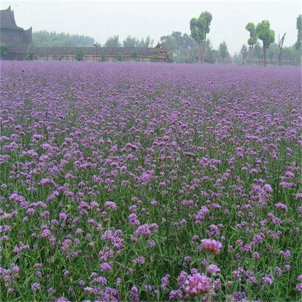 大量供应 柳叶马鞭草 青州马鞭草 马鞭草花海