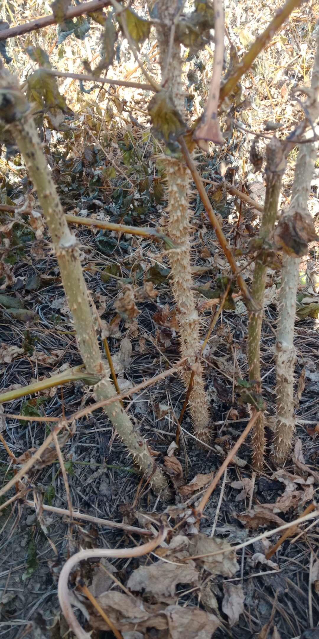 刺嫩芽苗刺嫩芽种子刺嫩芽苗批发价格