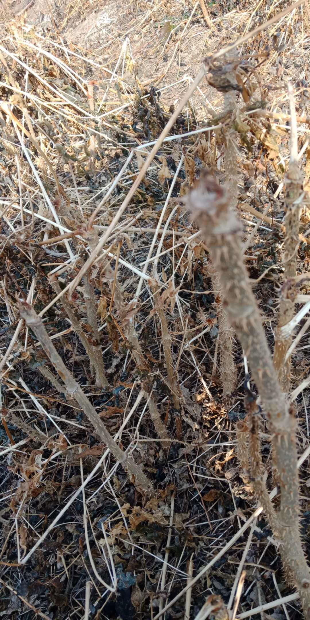 辽宁刺嫩芽苗辽宁刺嫩芽种子刺嫩芽基地辽宁刺嫩芽苗价格