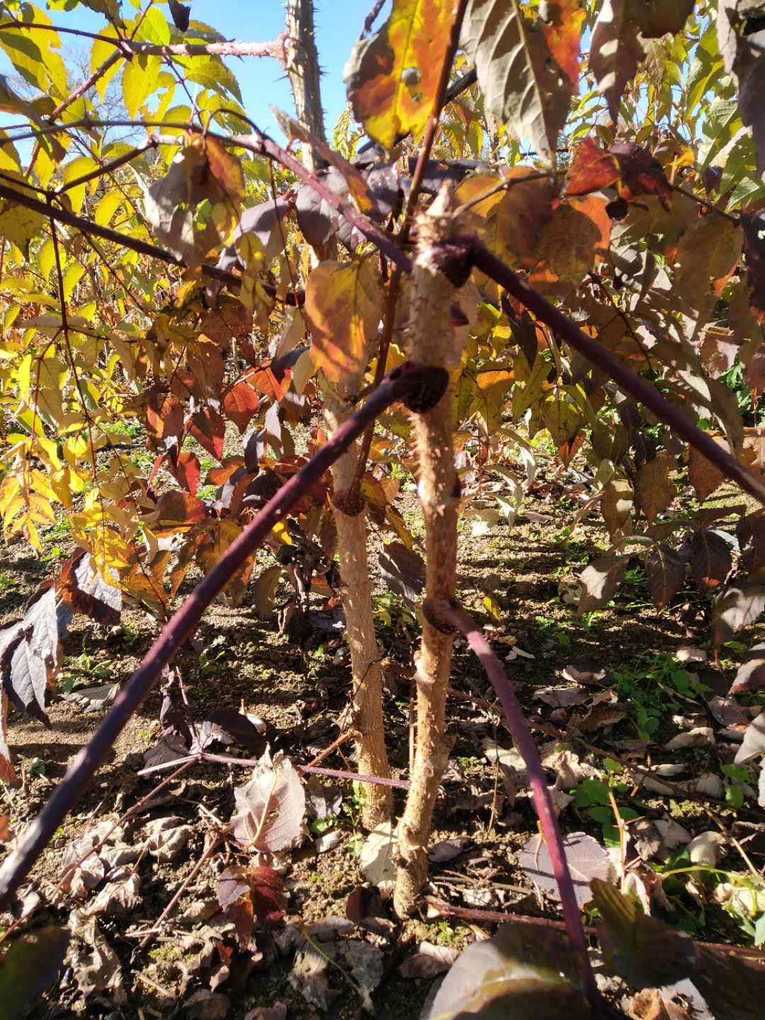 大量出售龙芽楤木刺嫩芽苗基地开始预订小苗