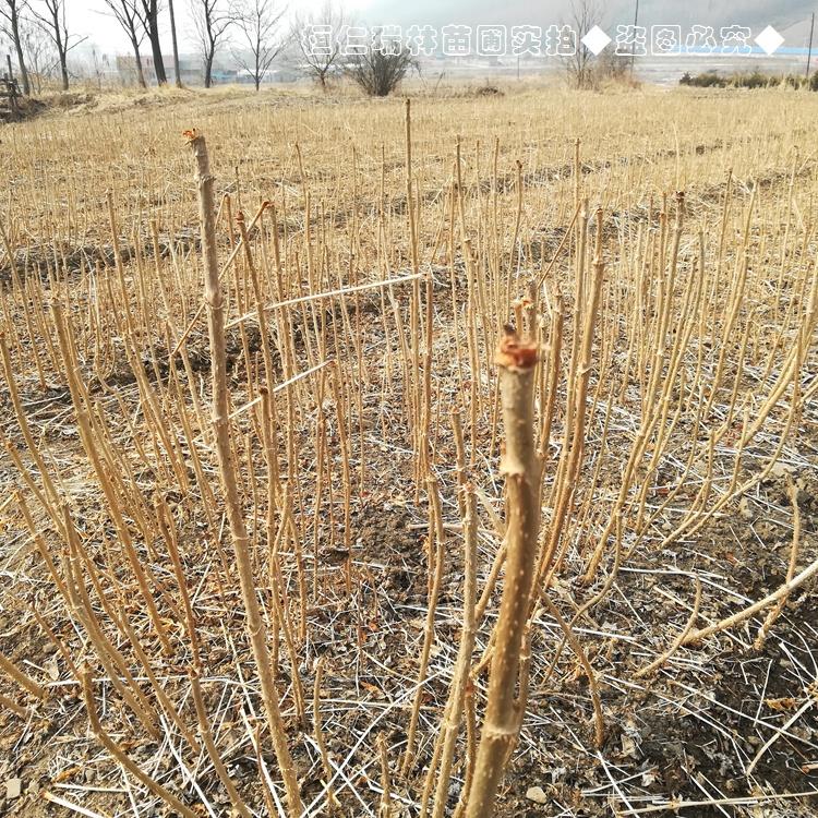 甘肃乌龙头树苗批发 昭通刺老包苗 存活率高