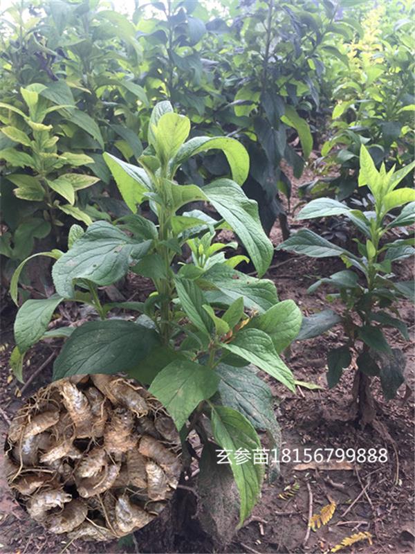 改良玄参苗.玄参种苗多少钱一斤