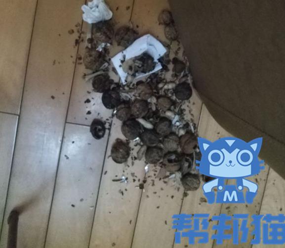 广州上门杀老鼠 除老鼠灭老鼠 杀老鼠公司电话价格多少钱