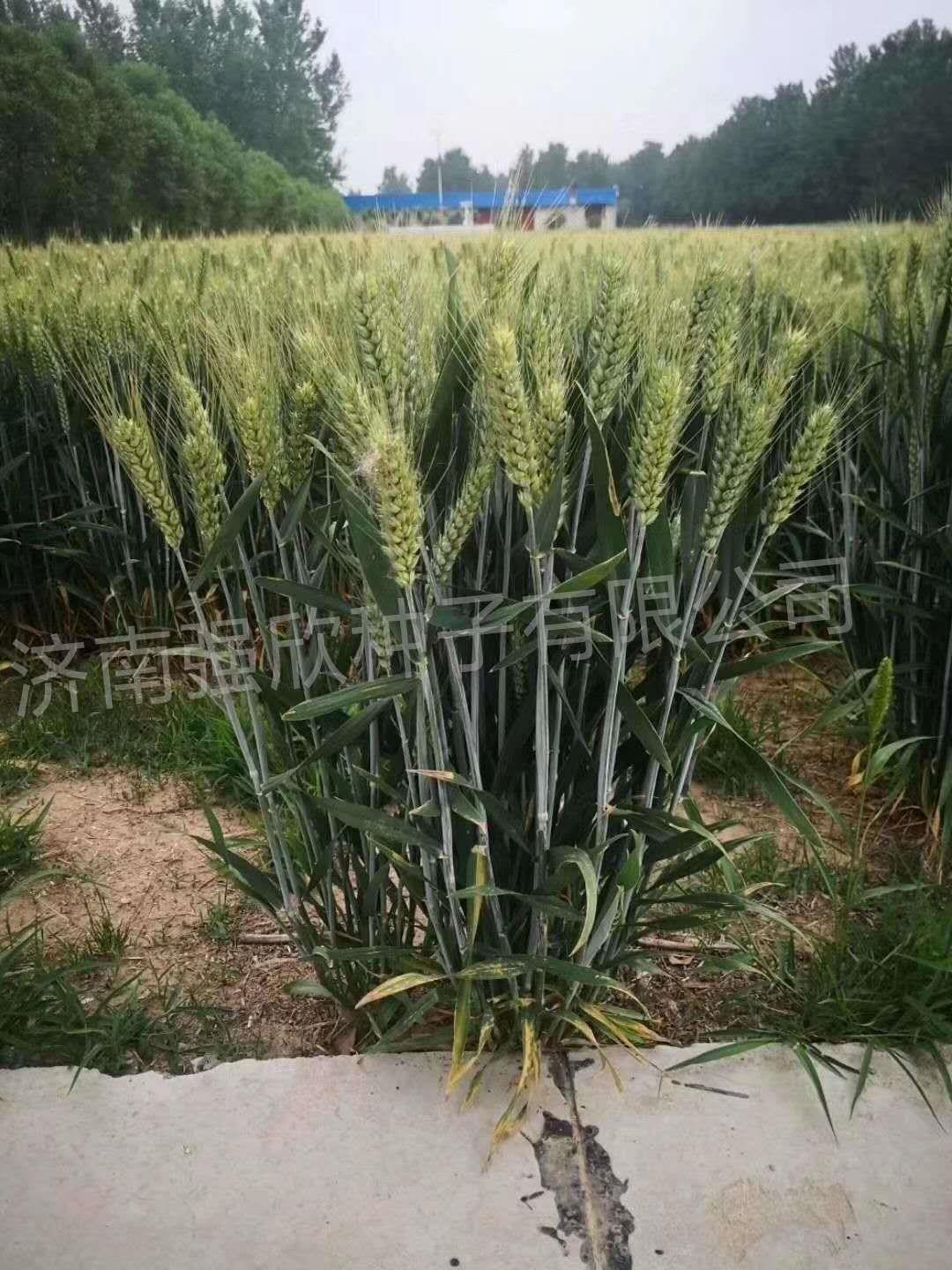 小麦种登峰168小麦种