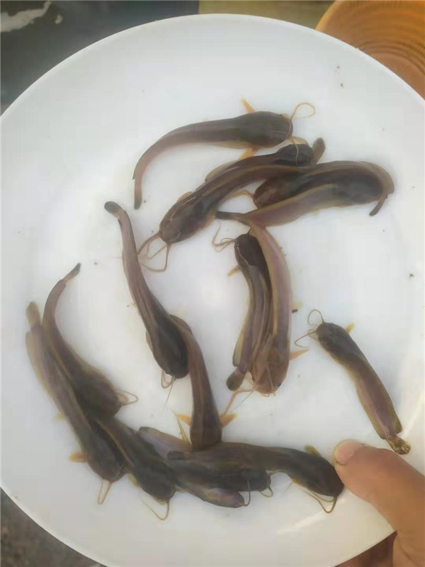 塘虱鱼苗批发大量出售