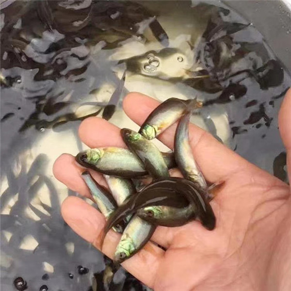 丁岁鱼苗批发市场,丁桂鱼苗哪家优惠