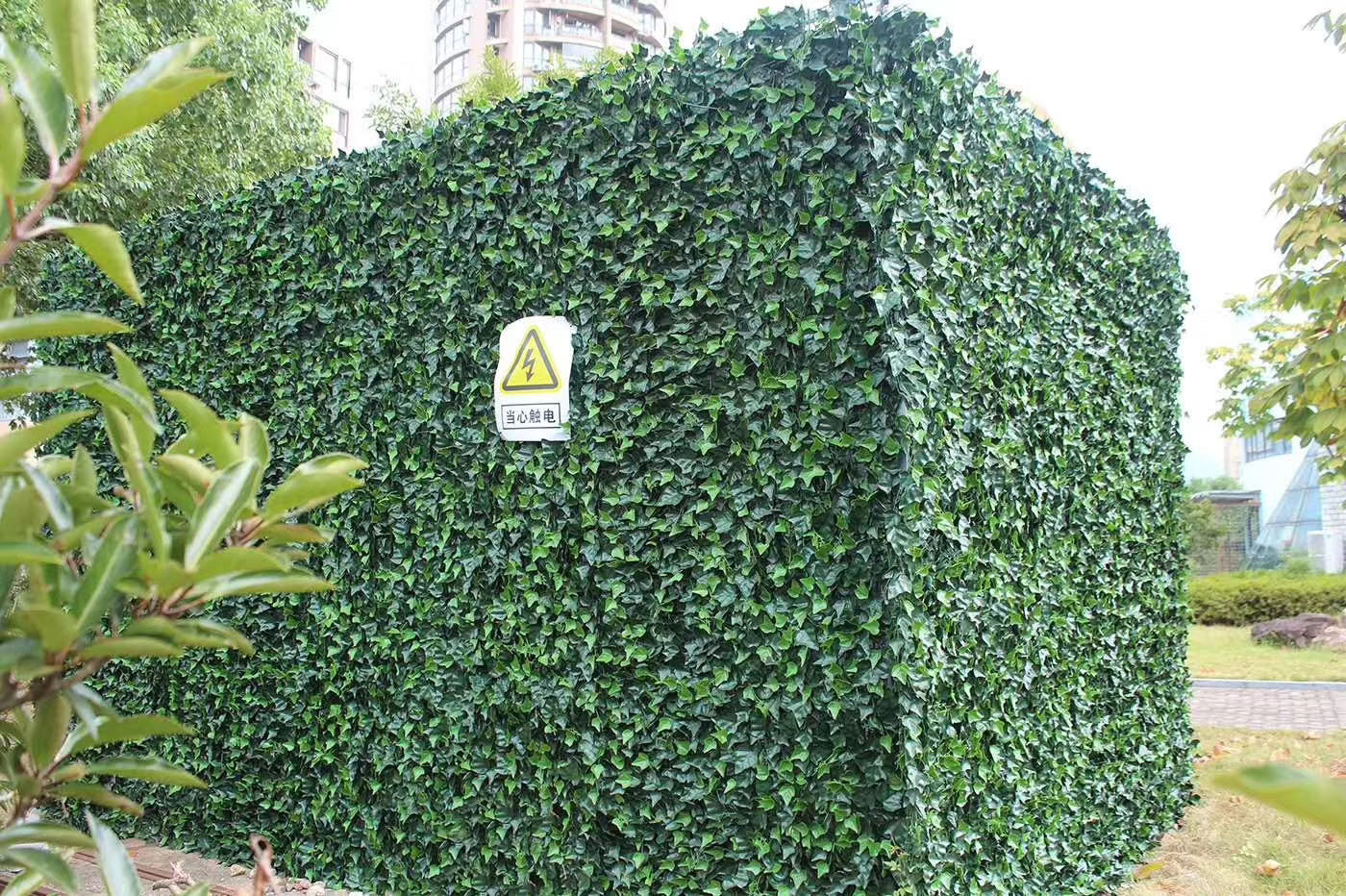 苔藓植物墙养护