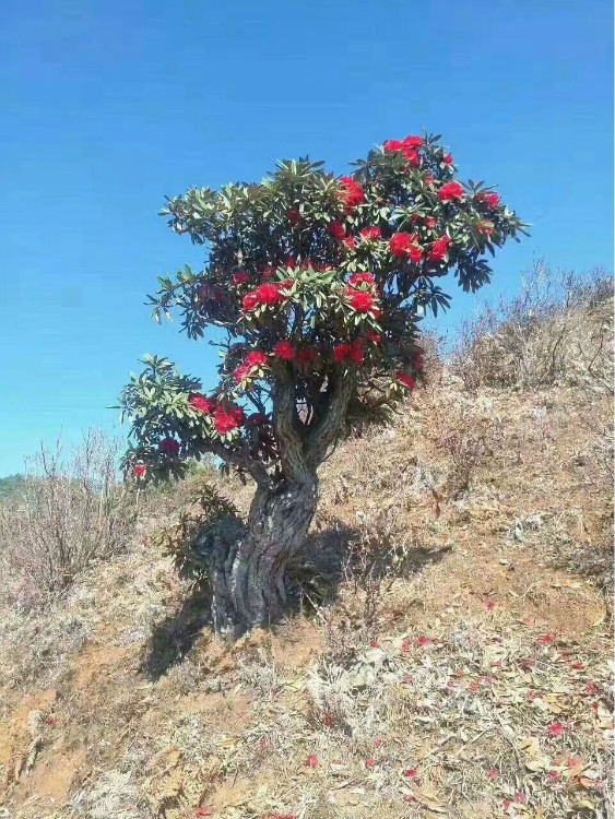 广西高山杜鹃花树高山杜鹃树桩一高山杜鹃高山杜鹃批发