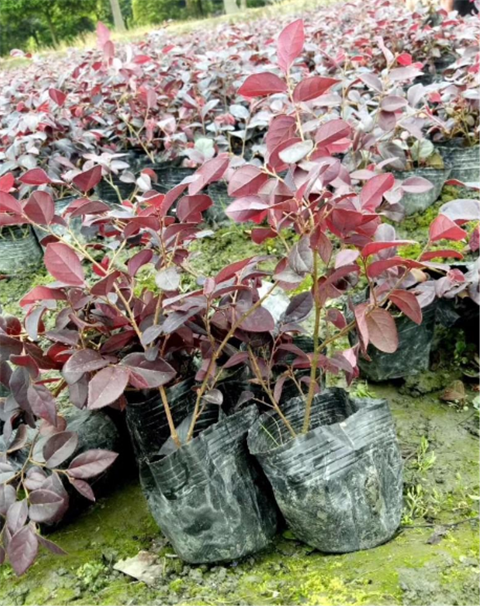 广西梧州红继木大量直发红花继木苗广西荔浦红继木球批发