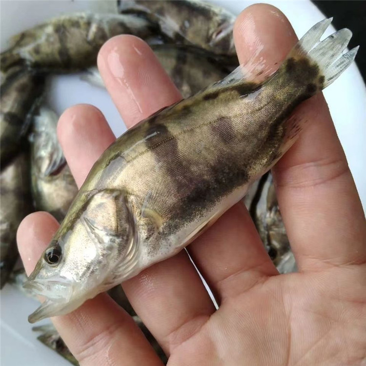 翘嘴鳜鱼苗 云浮季花鱼苗 鳌花鱼苗 桂花鱼苗