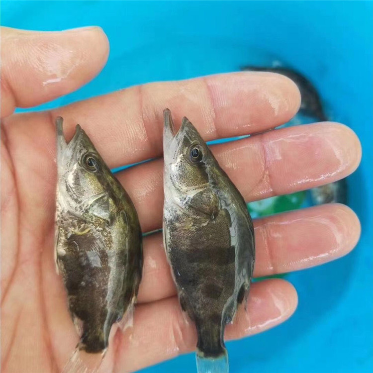 翘嘴鳜鱼苗 云浮季花鱼苗 鳌花鱼苗 桂花鱼苗