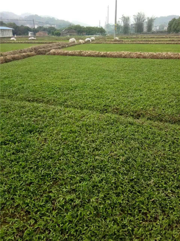 广东大叶油草广东佛山三水区