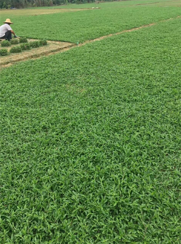 广东大叶油草广东佛山三水区