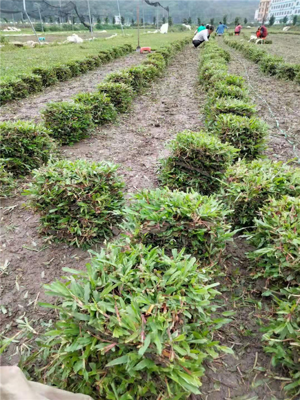 大叶油草块 大叶油草坪产地