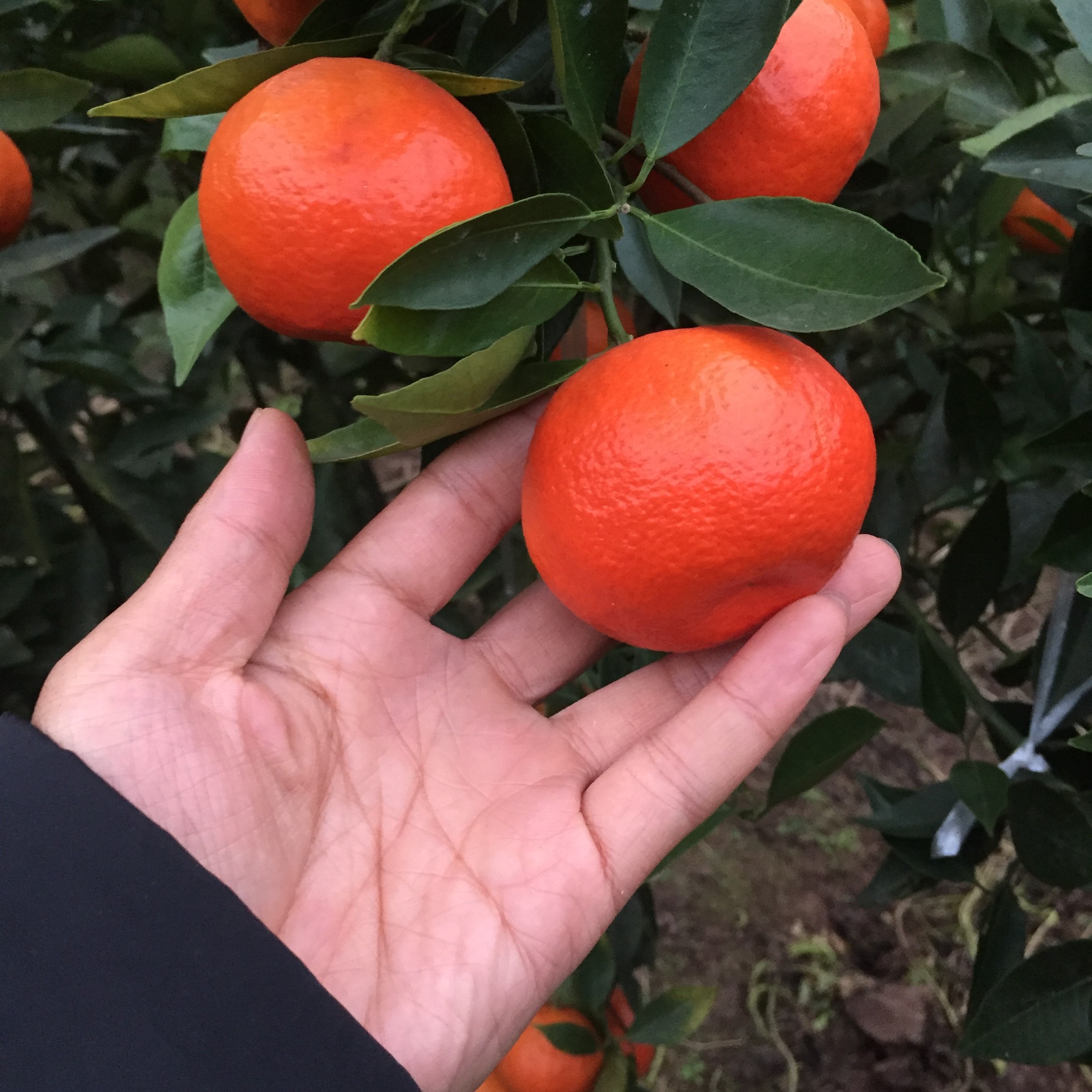 十月红柑橘苗外观艳丽,耐贮存大量供应 基地直发