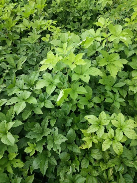 大量批发山野菜刺五加树苗